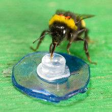 Bee Feeding in a laboratory experiment