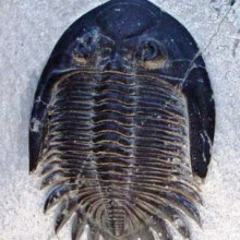 A fossilised trilobite