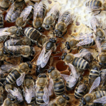 Queen bee with attendants on a honeycomb