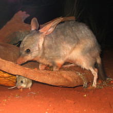 A Bilby (Macrotis lagotis) with a smaller animal - either a baby Bilby or a mouse - at Sydney Wildlife World, a zoo in Sydney.