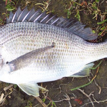 Southern Black Bream