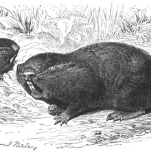 Blind mole rat Blind mole rat