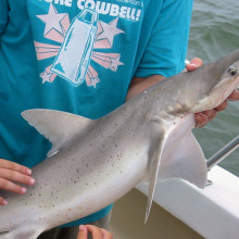 A bonnethead shark