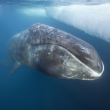 Bowhead Whale