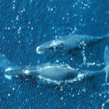 Two bowhead whales