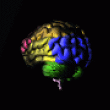 Animated Brain. The brain is divided into the following lobes: frontal,temporal ,parietal and occipital.