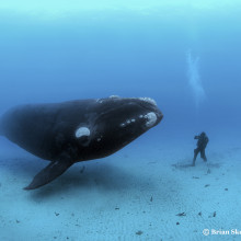 Encounter with a Southern right whale, by Brian Skerry (c)