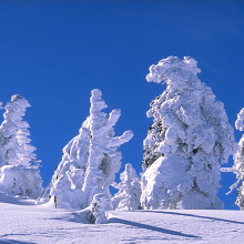 Snowy trees on mount Brocken, Harz, Germany
