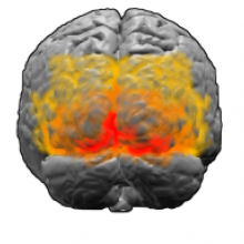 Visual Cortex (in red) Brodmann areas 17, 18 and 19. BA 17 is shown in red. BA 18 is orange. BA 19 is yellow. This is a rear view of the brain. Much of BA 17 is hidden from view on the medial surface (between the hemispheres), on the ventral bank of the calcarine sulcus...