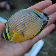 Butterfly fish, caught in Fiji as part of a marine research expedition.