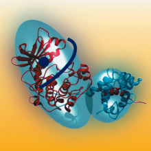 CAM Kinase II