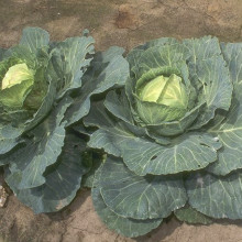 CABBAGES Cabbages