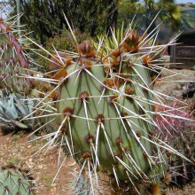 Many species of cactus have long, sharp spines.
