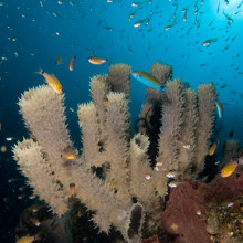 Biodiversity at coral reefs Callyspongia sp. (Tube sponge) attracting cardinal fishes, golden sweepers and wrasses.