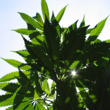 Cannabis Cannabis sativa. Photo by Ryan Van Lenning