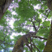 Woodland canopy