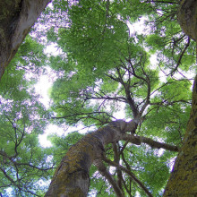 Woodland canopy Woodland canopy