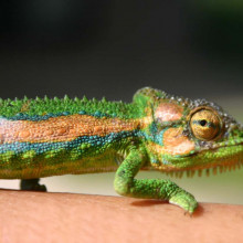 Cape Chameleon