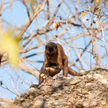 Capuchin stone on stone percussion at Serra da Capivara National Park, Brazil. A hammerstone breaking as it is impacted against a embedded quartzite cobble.