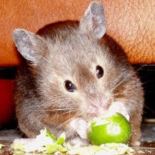 Sable short-haired Syrian Hamster.