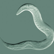 C. elegans C. elegans