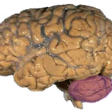 CEREBELLUM A picture of a brain with the cerebellum in purple