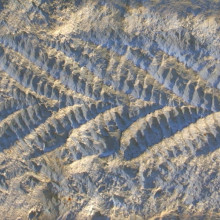 Charnia Rotated version of Image:Charnia_Half_Crop.jpg. == Scale == Frond length 20cm.