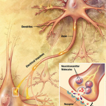 The process of synaptic transmission in neurones.