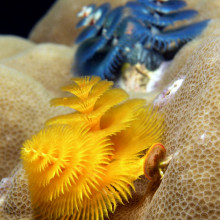Christmas Tree Worms Christmas Tree Worms (Spirobranchus giganteus)