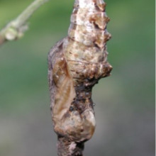 Chrysalis of Gulf Fritillary, (Agraulis vanillae)