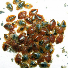 Blood-fed Cimex lectularius bed bugs (Note the differences in color with respect to digestion of blood meal)