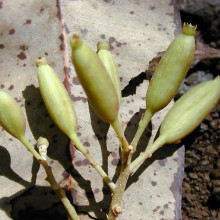 Cinchona bark contains the anti-malarial quinine.