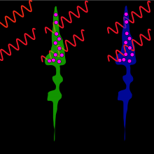 If you shine red light on cones it will be absorbed by the red ones using up most of their rhodopsin