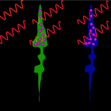 different types of cone in red light If you shine red light on cones it will be absorbed by the red ones using up most of their rhodopsin