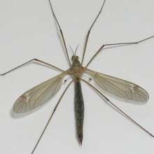 Crane fly or Daddy longlegs Crane fly or Daddy longlegs