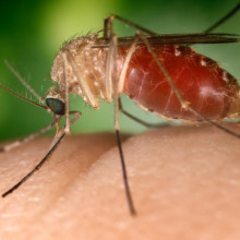 The main transmitter of the West Nile virus in the southeast is the mosquito species C. quinquefasciatus