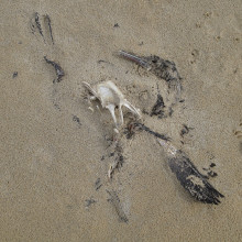 Dead bird