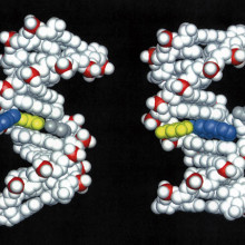 Structures of DNA damaged by the carcinogenic aromatic amine 2-aminofluorene (AF). Left: AF in the B-DNA major groove, the predominant structure at a mutational coldspot.