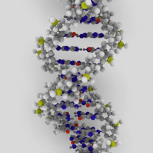 DNA Model RNA can also exist in a double stranded form known as dsRNA, similar in structure to the double helical structure of its close relative of DNA.
