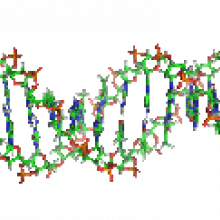 Animation of the structure of a section of DNA. The bases lie horizontally between the two spiraling strands.