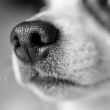 Dog nose