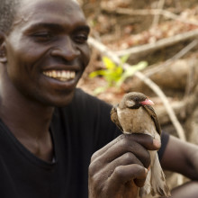 Yao honey-hunter Orlando Yassene holds a wild greater honeyguide male (temporarily captured for research) in the Niassa National Reserve, Mozambique.
