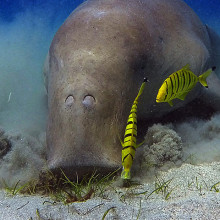 Dugong grazing on seagrass