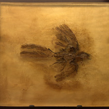 Fossilised Parargarnis - an insectivorous bird
