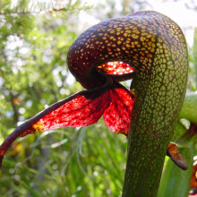 Darlingtonia californica, a species of carnivorous pitcher plant