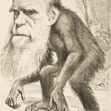 Darwin cartoon - Originally published in The Hornet magazine; this image is available on University College London Digital Collections (18886)