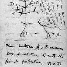 Page from Dawins notebooks around July 1837 showing the first-known sketch by Charles Darwin of an evolutionary tree describing the relationships among groups of organisms.