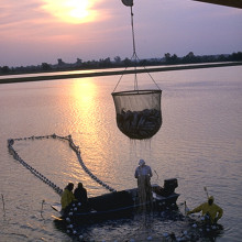 Workers harvest catfish from the Delta Pride Catfish farms in Mississippi.
