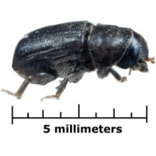 The mountain pine beetle