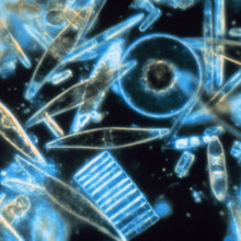 Marine diatoms as seen through a microscope. These tiny phytoplankton, which are encased within a silicate cell wall, were found living between crystals of annual sea ice in McMurdo Sound, Antarctica.